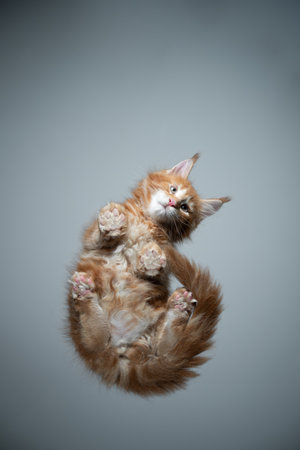 bottom view of cute ginger maine coon kitten sitting on glass table with copy spaceの写真素材
