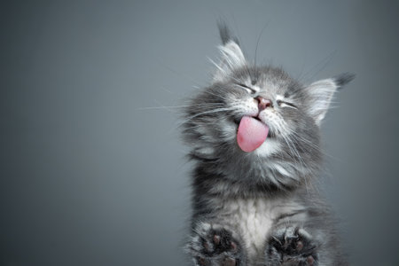 bottom view of a cute blue tabby maine coon kitten licking glass table on gray background with copy spaceの写真素材