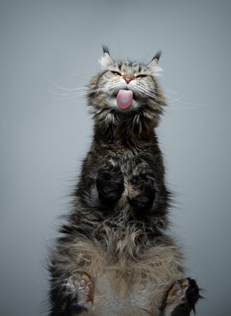 bottom view of calico maine coon cat licking glass tableの写真素材