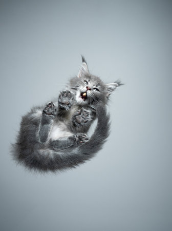 bottom view of a cute maine coon kitten sitting on glass table with fluffy paws eating pet foodの写真素材