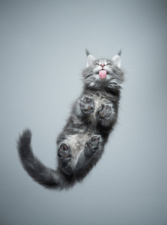 bottom view of a gray maine coon kitten licking glass table with copy spaceの写真素材