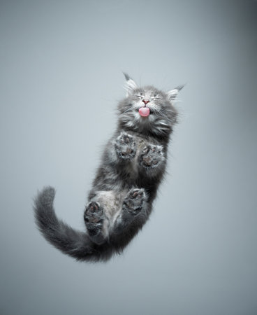 bottom view of a gray maine coon kitten licking glass table with copy spaceの写真素材