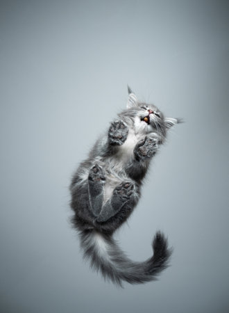 bottom view of a cute maine coon kitten sitting on glass table with fluffy paws eating pet foodの写真素材
