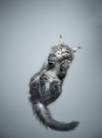 bottom view of a cute maine coon kitten standing on glass table looking down with copy spaceの写真素材