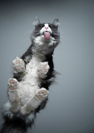 bottom view of a maine coon cat with fluffy paws sitting on glass table licking treatsの写真素材