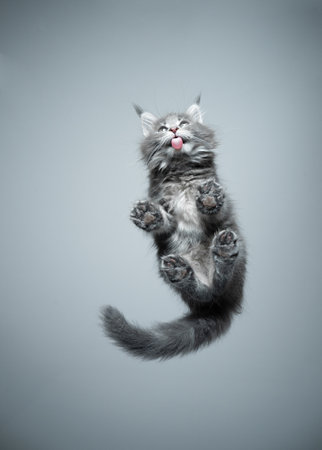 bottom view of a gray maine coon kitten licking glass table with copy spaceの写真素材