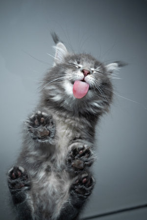bottom view of a cute blue tabby maine coon kitten licking glass table on gray backgroundの写真素材