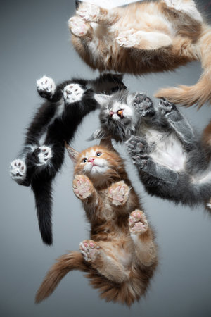 bottom view of a group of different colored maine coon kittens standing on a glass tableの写真素材