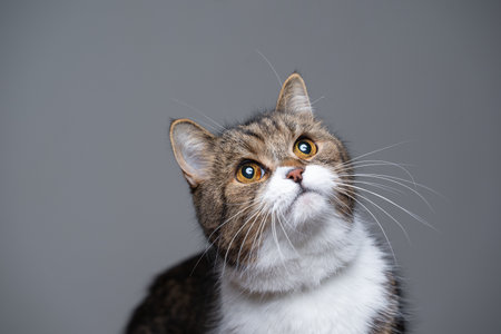 studio portrait of a cute tabby white british shorthair cat looking up curiously with copy spaceの写真素材