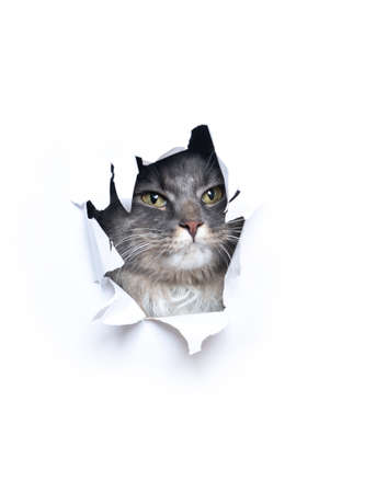 blue tabby maine coon cute cat looking through hole torn in white paper with copy spaceの写真素材