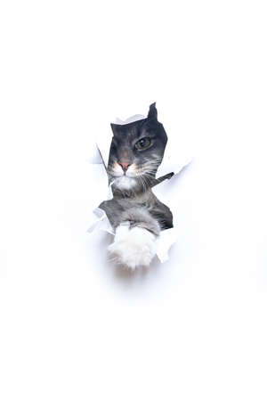 naughty blue tabby maine coon cat looking though hole in torn paper with copy spaceの写真素材