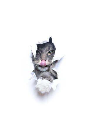 curious blue tabby maine coon cat looking though hole in torn paper with copy space licking lipsの写真素材