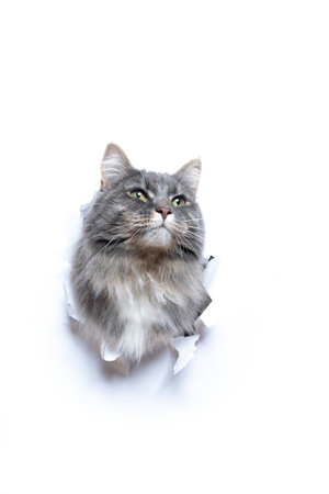 blue tabby maine coon cat sticking head through hole in white torn paper with copy space looking upの写真素材