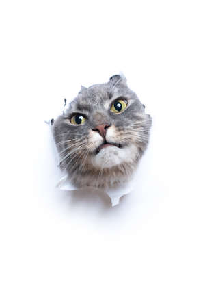 blue tabby maine coon cat sticking head though hole in white paper with copy space making funny faceの写真素材