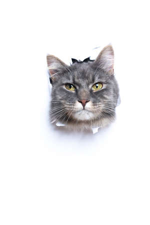 curious gray white maine coon cat sticking head through torn paper with copy space looking at cameraの写真素材