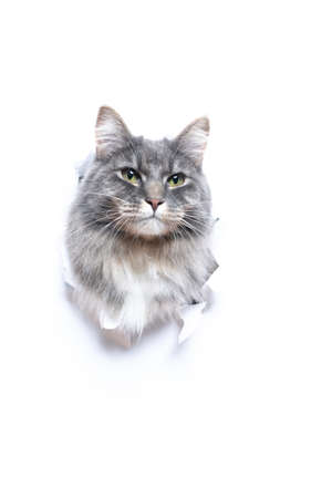 blue tabby maine coon cat sticking head through torn white paper hole with copy spaceの写真素材