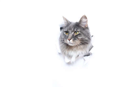 blue tabby maine coon cat sticking head through hole with copy space looking curiouslyの写真素材
