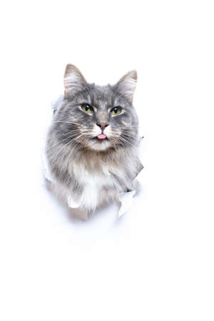 blue tabby maine coon cat sticking head through torn white paper hole with copy space sticking out tongueの写真素材