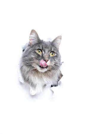 hungry blue tabby maine coon cat sticking head through hole torn in white paper with copy space licking lipsの写真素材