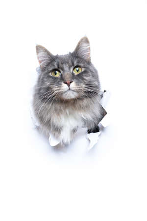 gray maine coon cat looking out of hole in torn white paper with copy spaceの写真素材