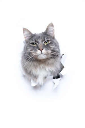 gray maine coon cat looking out of hole in torn white paper with copy spaceの写真素材