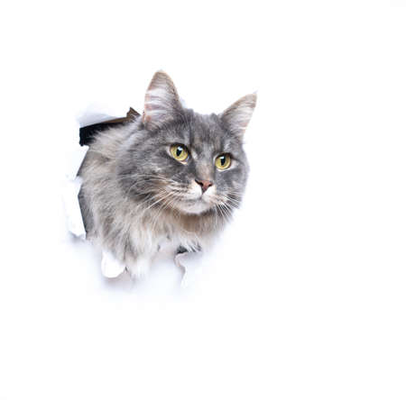 blue tabby maine coon cat sticking head through hole with copy space looking curiouslyの写真素材