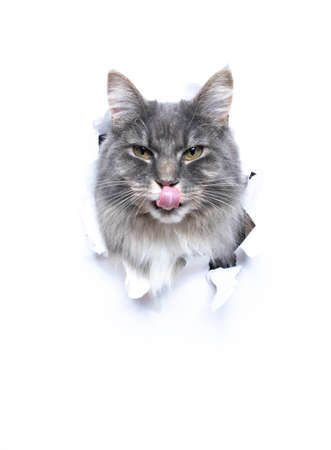 hungry blue tabby maine coon cat sticking head through hole torn in white paper with copy space licking lipsの写真素材