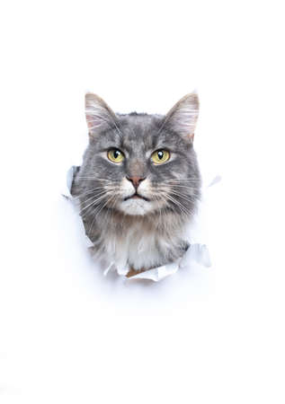 blue tabby maine coon cat sticking head through hole in white torn paper looking at camera with copy spaceの写真素材