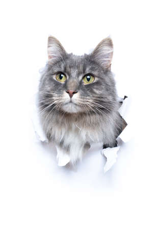 blue tabby maine coon cat sticking head through hole with copy space looking curiouslyの写真素材