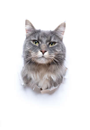 blue tabby maine coon cat sticking head through hole in white torn paper looking at camera with copy spaceの写真素材