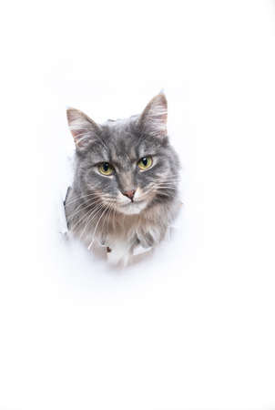 blue tabby maine coon cat sticking head through torn white paper looking at camera making cute faceの写真素材