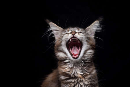 maine coon kitten with mouth wide open yawning on black background with copy spaceの写真素材