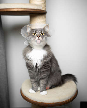 gray longhair cat sitting on scratching post wearing plastic cone around the neck after surgery at the veterinarianの写真素材
