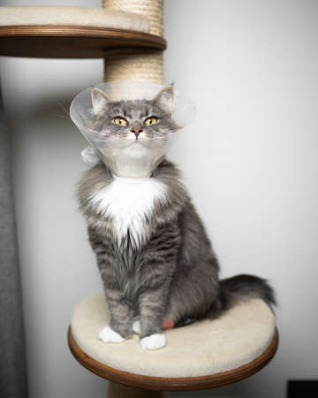 gray longhair cat sitting on scratching post wearing plastic cone around the neck after surgery at the veterinarianの写真素材