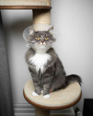 gray longhair cat sitting on scratching post wearing plastic cone around the neck after surgery at the veterinarianの写真素材