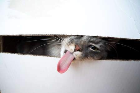 funny picture of a cat sticking out long tongue looking through a gapの写真素材