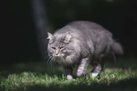 gray cat on the prowl walking in sunlight on green grassの写真素材