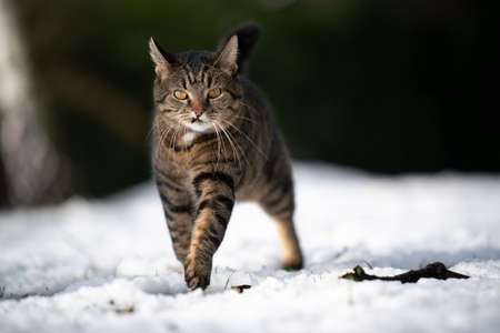 tabby cat with snaggletooth walking on snow outdoors looking at cameraの写真素材