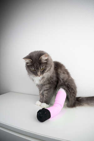 gray cat with injured paw wearing pink bandage looking down on white backgroundの写真素材
