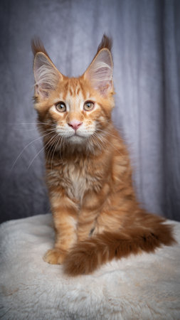 cute orange tabby ginger maine coon kitten sitting on white fur looking at camera on gray concrete style backgroundの写真素材