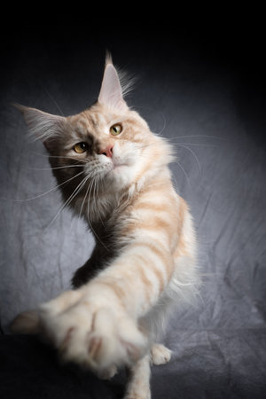 cream colored maine coon cat playing raising paw on gray concrete backgroundの写真素材
