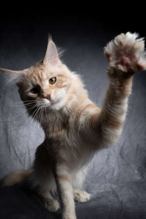 cream colored maine coon cat playing raising paw on gray concrete backgroundの写真素材