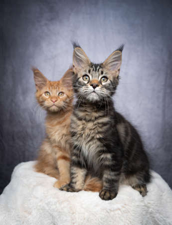 two different colored maine coon kittens side by side in front of gray concrete background with copy spaceの写真素材