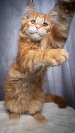 cute orange tabby maine coon kitten playing rearing up reaching cameraの写真素材