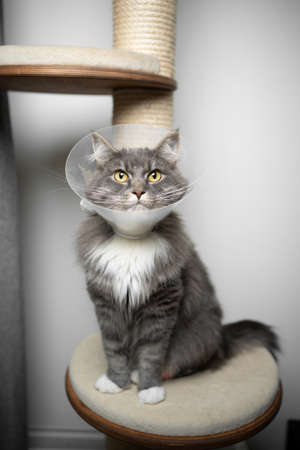 gray longhair cat sitting on scratching post wearing plastic cone around the neck after surgery at the veterinarianの写真素材