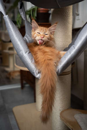 cute ginger orange tabby maine coon kitten resting in hammock grooming licking furの写真素材