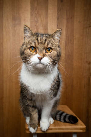 tabby white cat sitting on wooden background looking at camera with copy spaceの写真素材