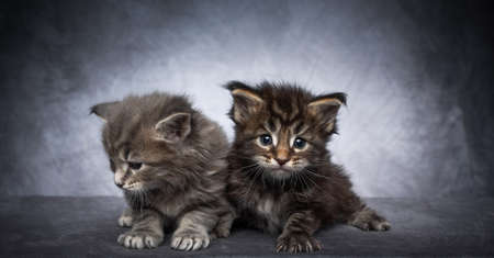 two 4 week old maine coon kittens side by side on concrete studio background with copy spaceの写真素材