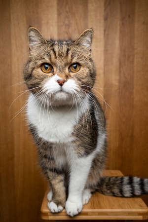 tabby white cat sitting on wooden background looking at camera curiouslyの写真素材