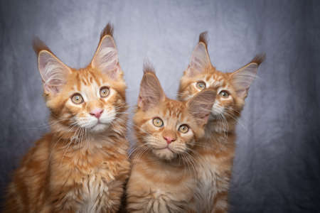 group portrait of three orange tabby ginger maine coon kittens side by side on gray concrete backgroundの写真素材